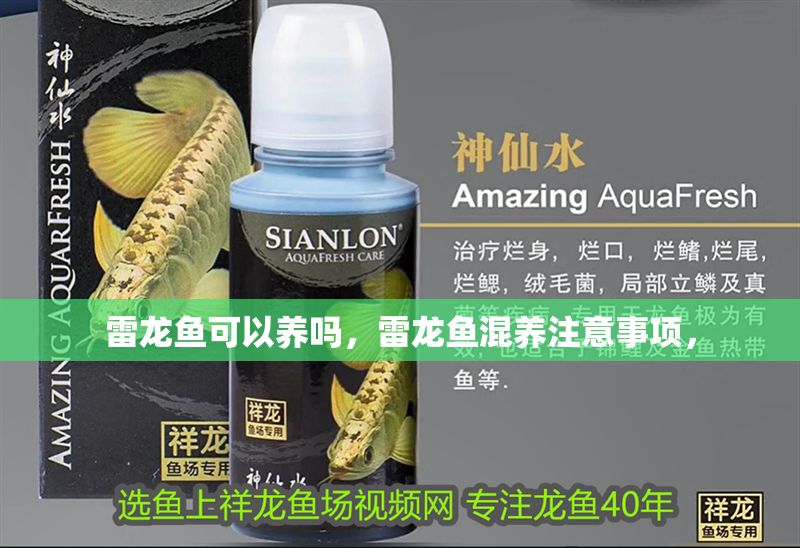 雷龍魚可以養(yǎng)嗎，雷龍魚混養(yǎng)注意事項， 雷龍魚可以養(yǎng)嗎，雷龍魚混養(yǎng)注意事項， 龍魚百科 第2張