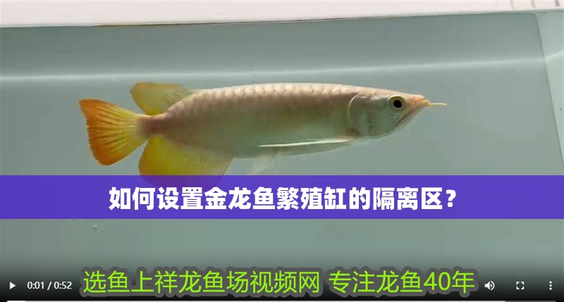 如何設置金龍魚繁殖缸的隔離區(qū)？