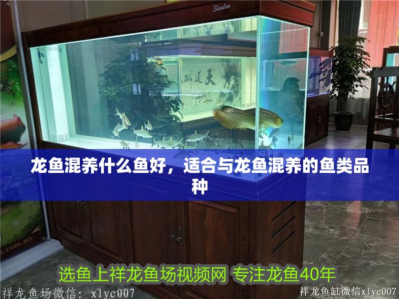 龍魚混養(yǎng)什么魚好，適合與龍魚混養(yǎng)的魚類品種