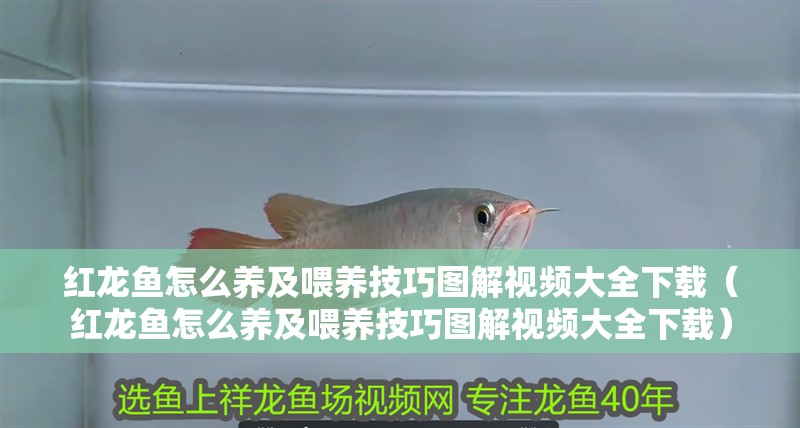 紅龍魚怎么養及喂養技巧圖解視頻大全下載（紅龍魚怎么養及喂養技巧圖解視頻大全下載）
