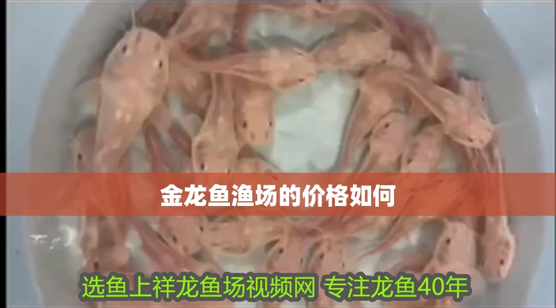 金龍魚漁場的價(jià)格如何