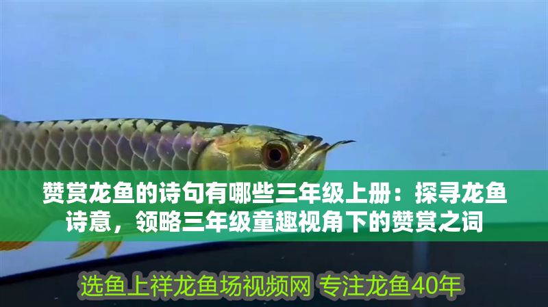 贊賞龍魚的詩句有哪些三年級上冊：探尋龍魚詩意，領略三年級童趣視角下的贊賞之詞