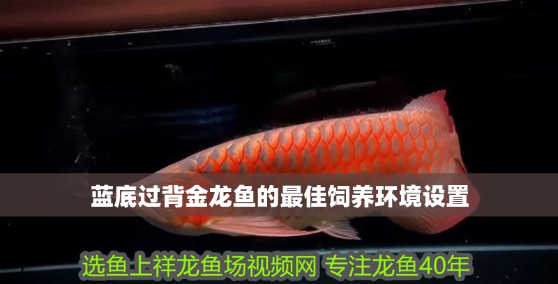 藍(lán)底過背金龍魚的最佳飼養(yǎng)環(huán)境設(shè)置