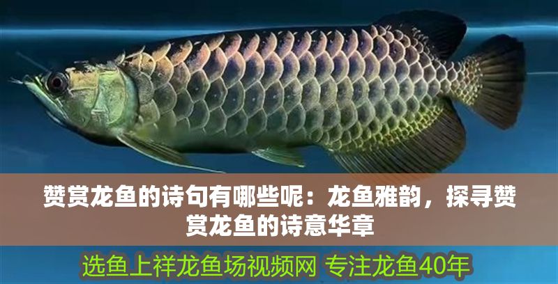 贊賞龍魚的詩句有哪些呢：龍魚雅韻，探尋贊賞龍魚的詩意華章