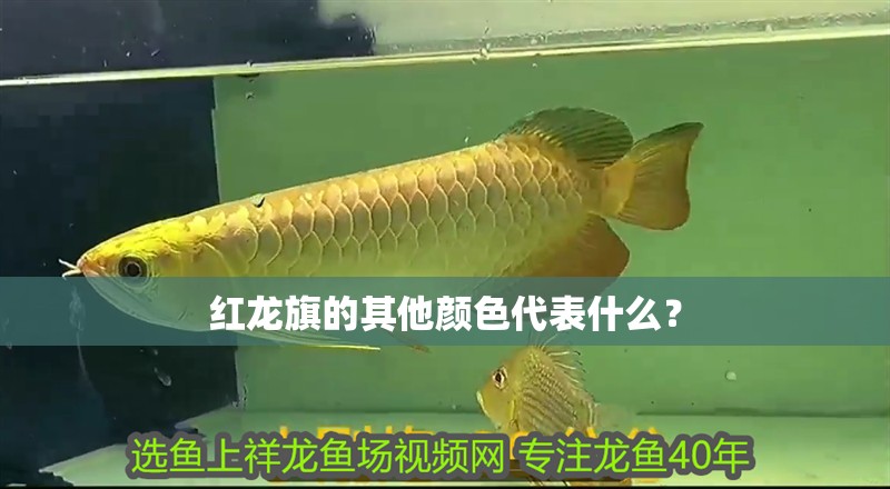 紅龍旗的其他顏色代表什么？ 紅龍旗的其他顏色代表什么？ 龍魚百科