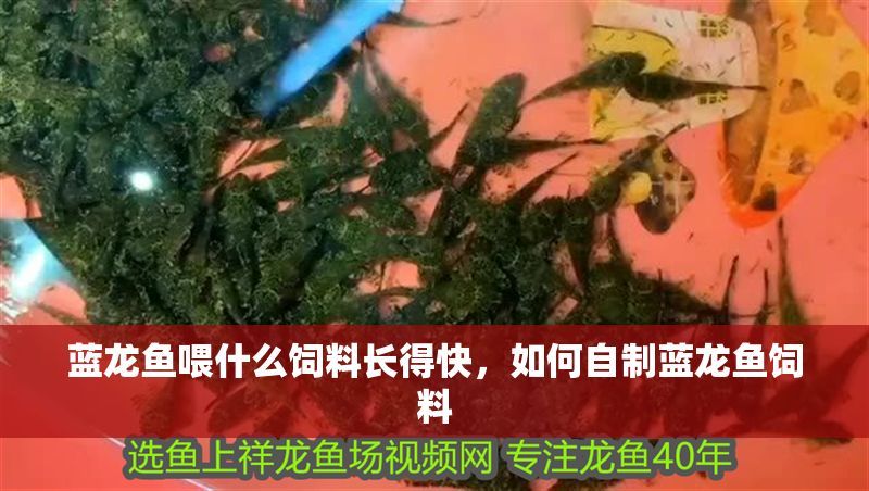 藍龍魚喂什么飼料長得快，如何自制藍龍魚飼料 藍龍魚喂什么飼料長得快，如何自制藍龍魚飼料 龍魚百科 第2張