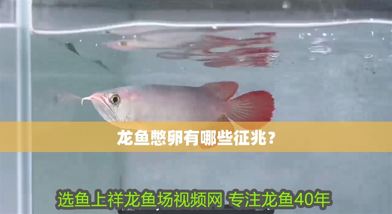 龍魚憋卵有哪些征兆？ 龍魚憋卵有哪些征兆？ 水族問答