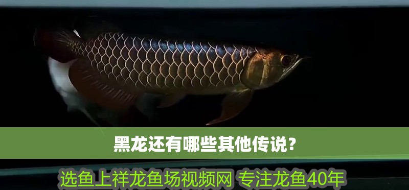 黑龍還有哪些其他傳說？ 黑龍還有哪些其他傳說？ 龍魚百科