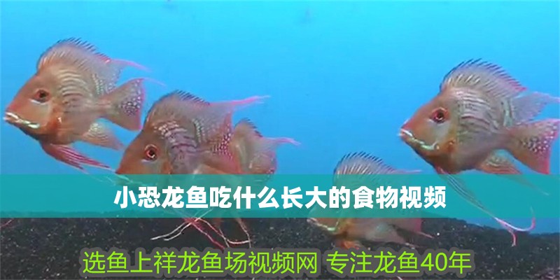 小恐龍魚吃什么長大的食物視頻
