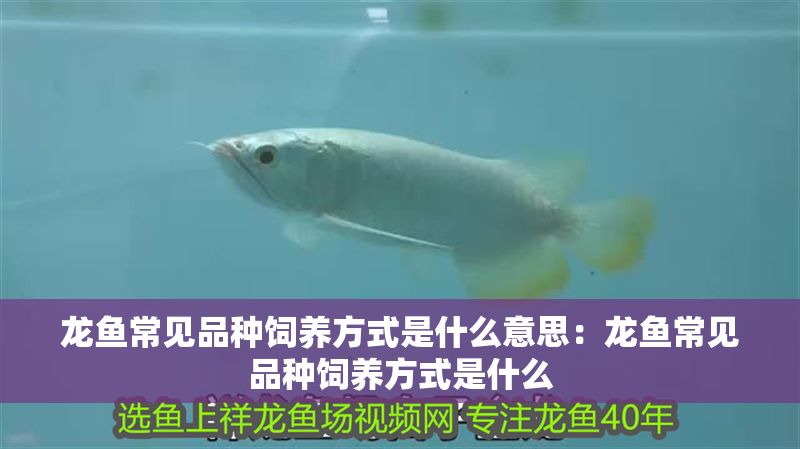 龍魚常見品種飼養(yǎng)方式是什么意思：龍魚常見品種飼養(yǎng)方式是什么
