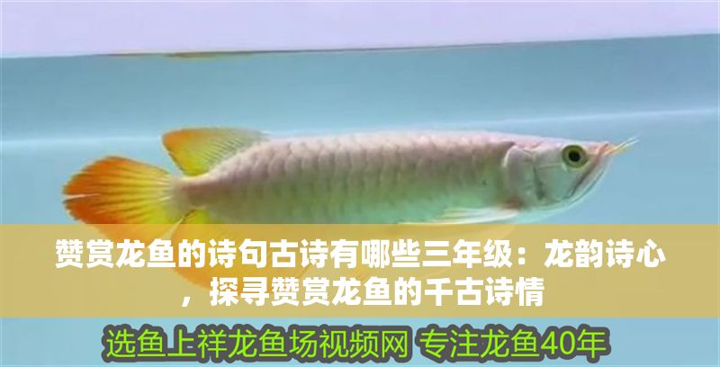 贊賞龍魚的詩句古詩有哪些三年級：龍韻詩心，探尋贊賞龍魚的千古詩情