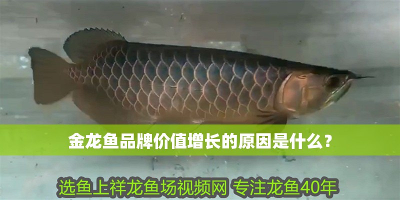 金龍魚品牌價值增長的原因是什么？