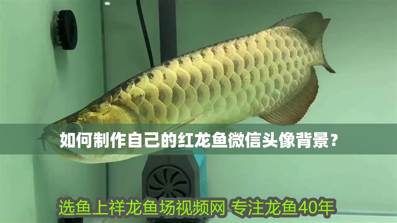 如何制作自己的紅龍魚(yú)微信頭像背景？