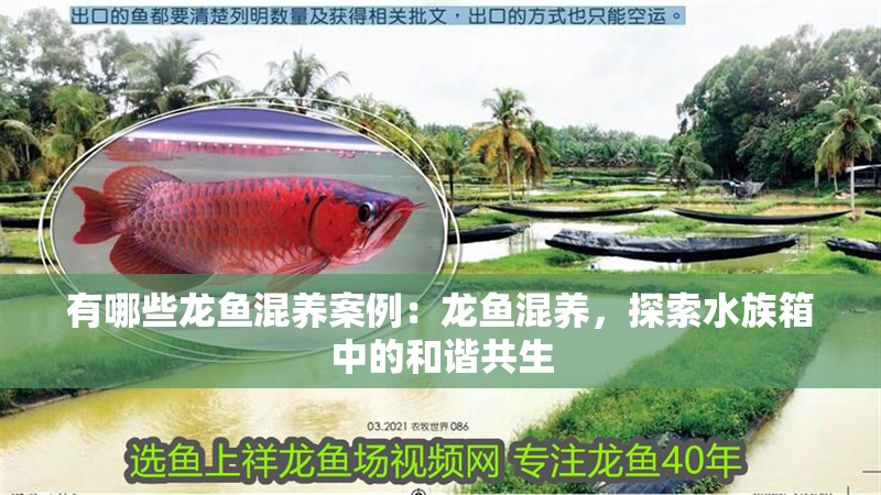 有哪些龍魚混養案例：龍魚混養，探索水族箱中的和諧共生