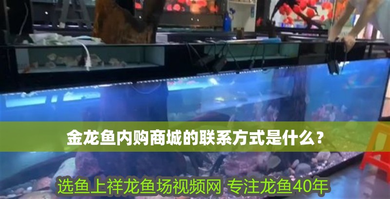 魚缸造景先放沙還是先放水(魚缸造景先鋪沙還是先放石頭) 金龍魚內購商城的聯系方式是什么? 水族問答 金龍魚內購商城的聯系方式是什么? 金龍魚內購商城的聯系方式是什么? 水族問答