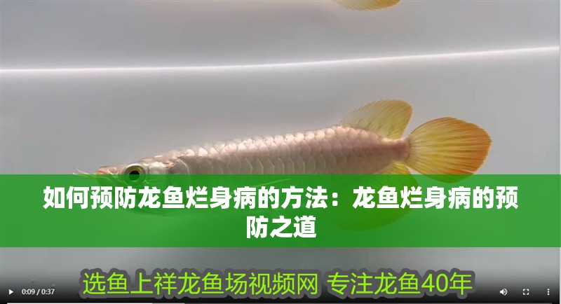 如何預(yù)防龍魚爛身病的方法：龍魚爛身病的預(yù)防之道