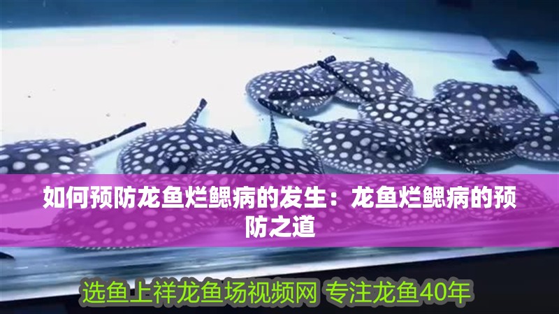 如何預防龍魚爛鰓病的發生：龍魚爛鰓病的預防之道
