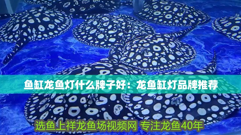 魚缸龍魚燈什么牌子好：龍魚缸燈品牌推薦