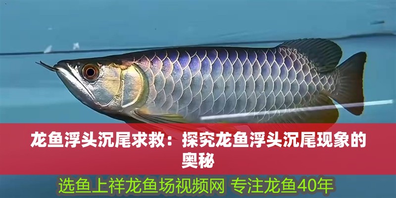 龍魚浮頭沉尾求救：探究龍魚浮頭沉尾現(xiàn)象的奧秘