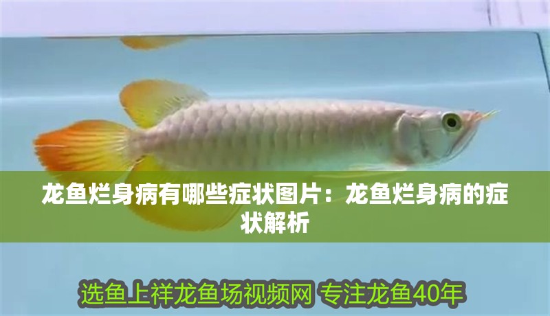 龍魚爛身病有哪些癥狀圖片：龍魚爛身病的癥狀解析