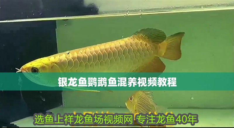 銀龍魚鸚鵡魚混養視頻教程