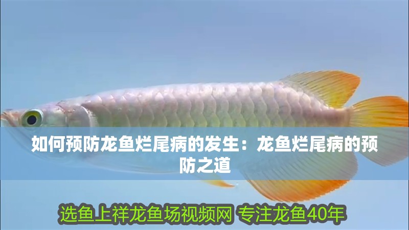 如何預(yù)防龍魚爛尾病的發(fā)生：龍魚爛尾病的預(yù)防之道