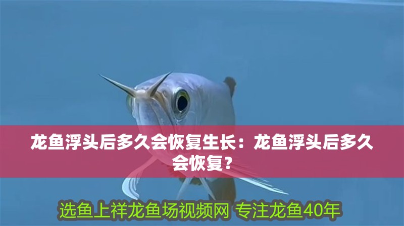 龍魚浮頭后多久會恢復(fù)生長：龍魚浮頭后多久會恢復(fù)？