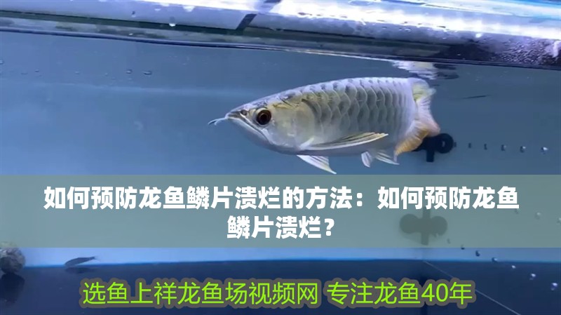 如何預防龍魚鱗片潰爛的方法：如何預防龍魚鱗片潰爛？