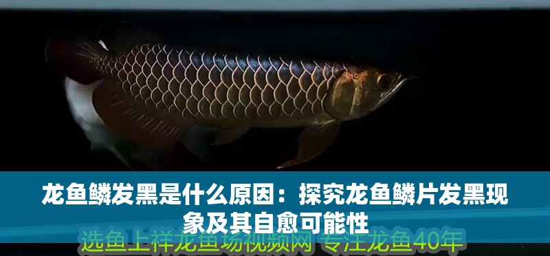 龍魚鱗發(fā)黑是什么原因：探究龍魚鱗片發(fā)黑現(xiàn)象及其自愈可能性