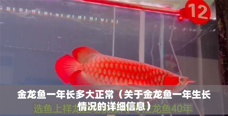金龍魚一年長多大正常（關于金龍魚一年生長情況的詳細信息）