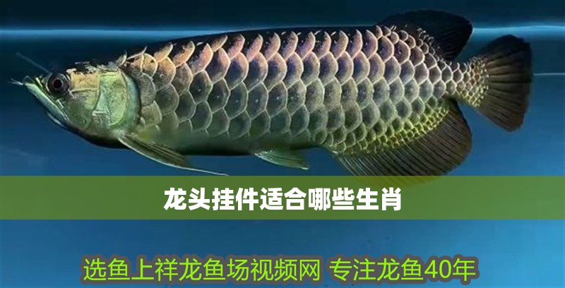 龍頭掛件適合哪些生肖 龍頭掛件適合哪些生肖 龍魚百科