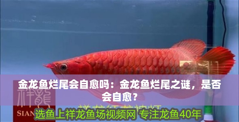 金龍魚爛尾會自愈嗎：金龍魚爛尾之謎，是否會自愈？