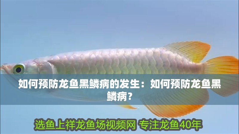 如何預防龍魚黑鱗病的發生：如何預防龍魚黑鱗??？