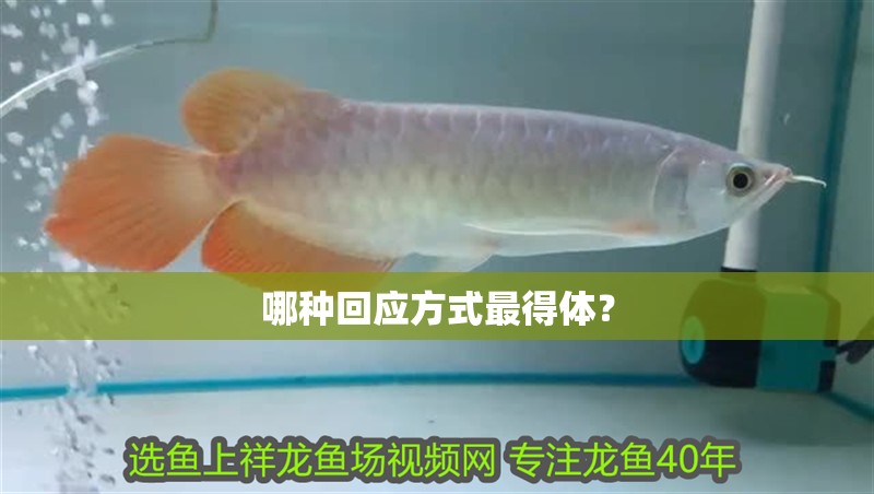 哪種回應方式最得體？