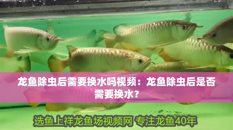 龍魚除蟲后需要換水嗎視頻：龍魚除蟲后是否需要換水？