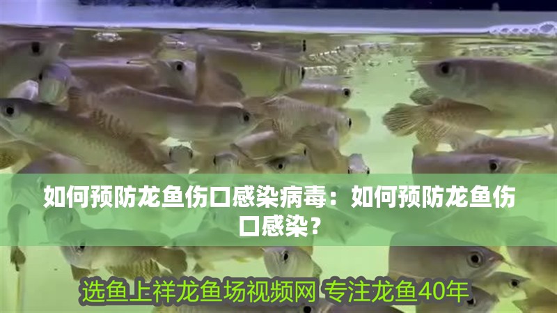 如何預(yù)防龍魚傷口感染病毒：如何預(yù)防龍魚傷口感染？