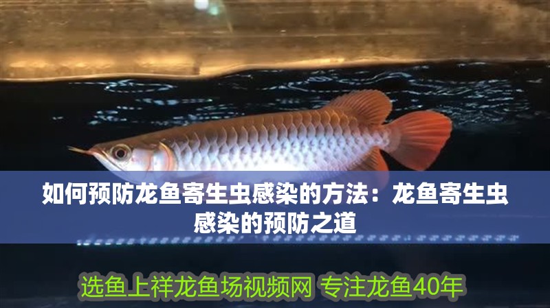 如何預防龍魚寄生蟲感染的方法：龍魚寄生蟲感染的預防之道