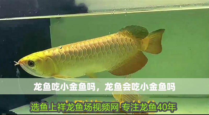 龍魚吃小金魚嗎，龍魚會吃小金魚嗎