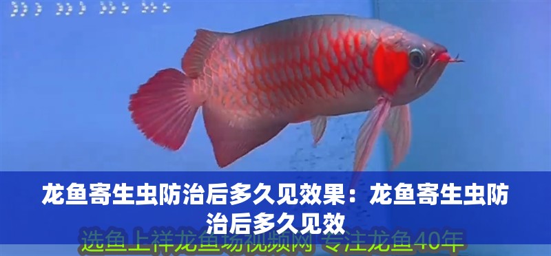 龍魚寄生蟲防治后多久見效果：龍魚寄生蟲防治后多久見效
