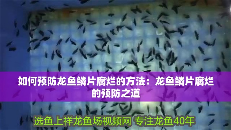 如何預(yù)防龍魚鱗片腐爛的方法：龍魚鱗片腐爛的預(yù)防之道