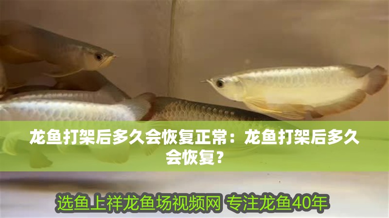 龍魚打架后多久會恢復(fù)正常：龍魚打架后多久會恢復(fù)？