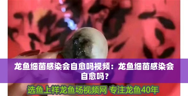 龍魚細菌感染會自愈嗎視頻：龍魚細菌感染會自愈嗎？ 龍魚細菌感染會自愈嗎視頻：龍魚細菌感染會自愈嗎？ 水族問答