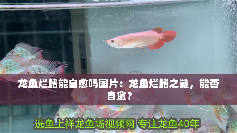 龍魚爛鰭能自愈嗎圖片：龍魚爛鰭之謎，能否自愈？