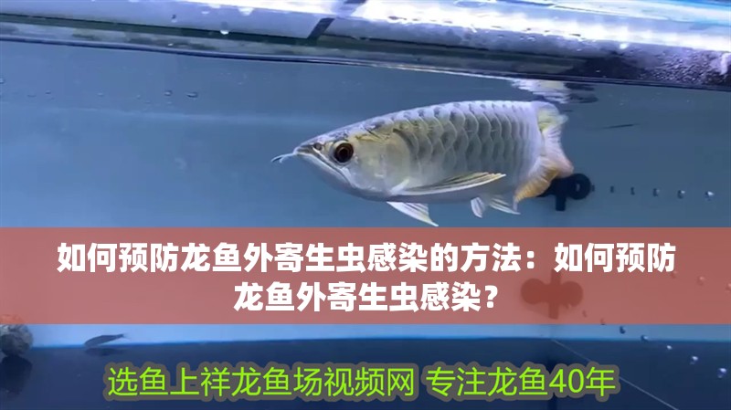 如何預防龍魚外寄生蟲感染的方法：如何預防龍魚外寄生蟲感染？