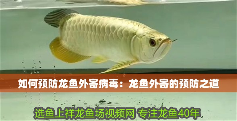 如何預防龍魚外寄病毒：龍魚外寄的預防之道