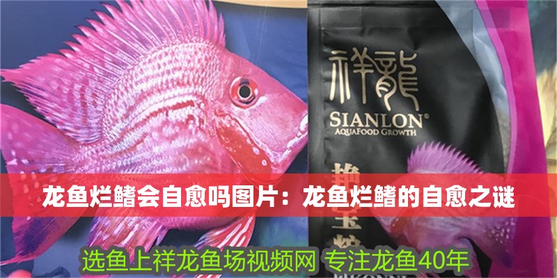 龍魚爛鰭會(huì)自愈嗎圖片：龍魚爛鰭的自愈之謎