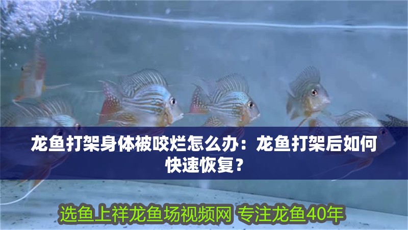 龍魚打架身體被咬爛怎么辦：龍魚打架后如何快速恢復？ 龍魚打架身體被咬爛怎么辦：龍魚打架后如何快速恢復？ 水族問答