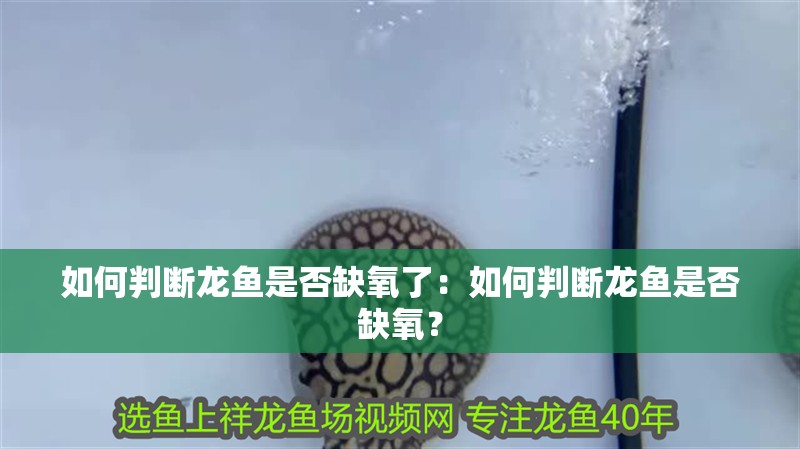 如何判斷龍魚是否缺氧了：如何判斷龍魚是否缺氧？