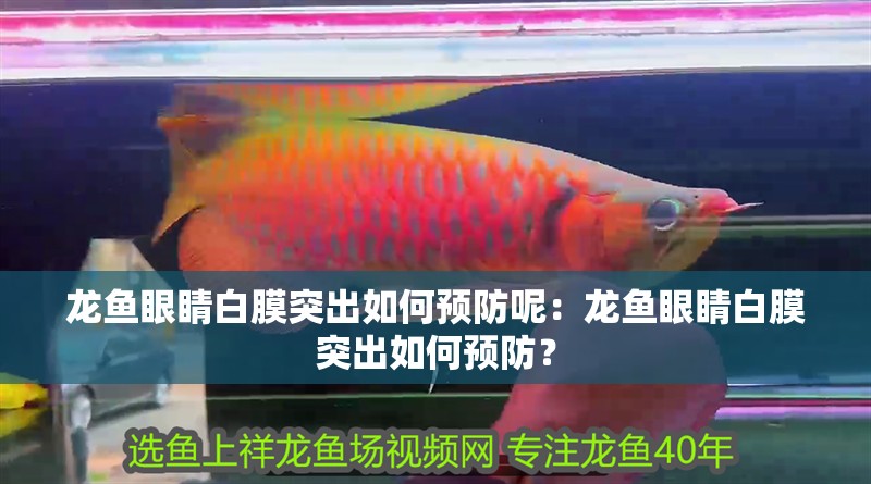龍魚眼睛白膜突出如何預防呢：龍魚眼睛白膜突出如何預防？