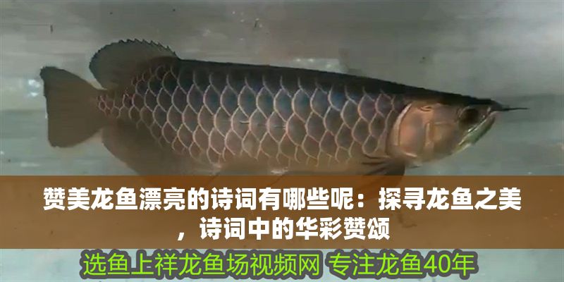 贊美龍魚漂亮的詩詞有哪些呢：探尋龍魚之美，詩詞中的華彩贊頌